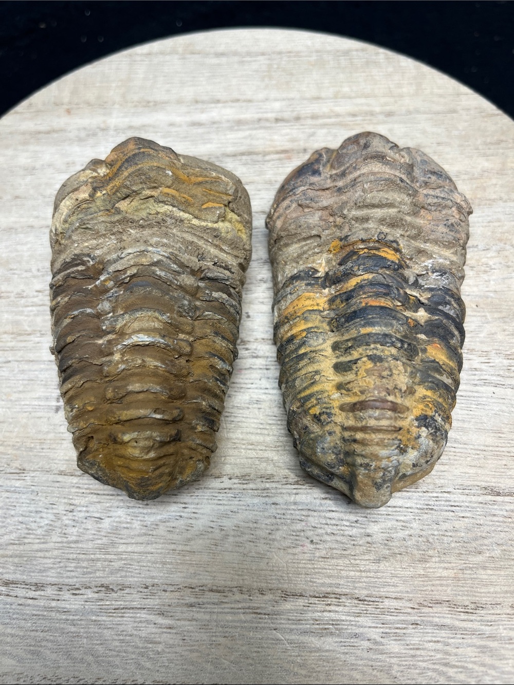 Trilobite Extinct Marine Arthropod - 270 million years old - Choice of one